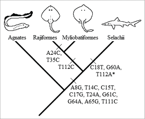 Figure 2. Evolutionary interpretation of the synapomorphic mutation events. (*)The synapomorphic mutation of the nucleotide 112 is absent in Galeocerdo cuvier. This might be due to the underrepresentation of this genus or a back mutation in that position.
