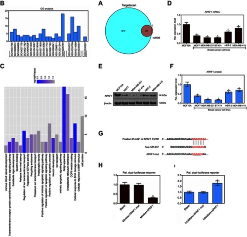 Figure 4 The target genes of miR-937 were predicted by miRDB and TargetScan databases and functional annotation. (A) Venn of 200 overlapping 3415 target genes and 212 target genes in the two databases (miRDB and TargetScan); (B and C) GO annotations analysis revealed that these target transcripts were implicated in a broad range of biological processes, cell component and molecular function; (D–F) APAF1 lowly expressed in breast cancer cell lines by RT-PCR and Western blot assays; (G–I) dual lucfierase report system to detect the effect of miR-937 on APAF1. β-actin was used as a load control. Data are presented as the mean ± standard deviation. ap<0.05 versus MCF10A cells group.