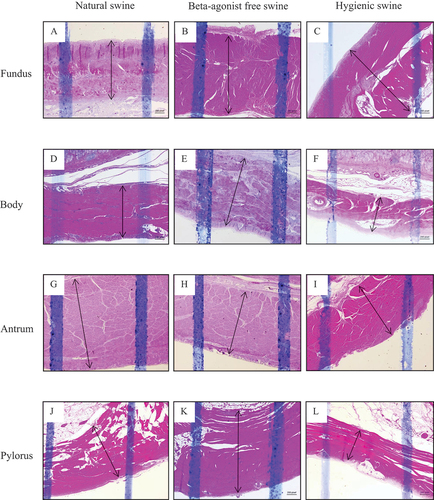 Figure 3. The histology presenting thickness of muscularis layer of swine’s stomachs in various regions including fundus, body, antrum, and pylorus of natural, beta-agonist free, and hygienic swine. Determined by scanning objective of 2.5× of microscope.