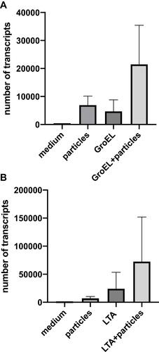 Figure 6 (A and B) Gene expression analysis of the pro-inflammatory cytokine IL-8 by monocytes by RT-PCR and quantified as number of transcripts. Mean values are shown. Expression of IL-8 was increased after stimulation with metal wear particles 1x106, GroEL 0.1 μg/mL (A), LTA 0.1 μg/mL (B) and in particular after stimulation with both, wear particles and bacterial products together. The number of transcripts varied widely among donors (p>0.05), but the expression pattern was similar.