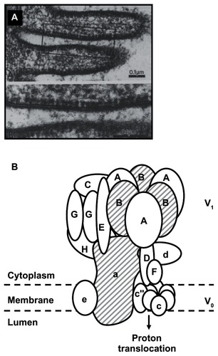 Figure 1 The distal nephron apical H+ATPase. Although the multisubunit H+ATPase is ubiquitously expressed, a specialized version is found at high density at the apical (urinary) surface of intercalated cells, mostly in the collecting duct. A) This type of pump is studded along the plasma membrane in an electron micrograph of the turtle urinary system (image courtesy of Professor P Steinmetz). B) General structure of H+ATPases. In the kidney, the B and a subunits (hatched) are composed of the genetically distinct B1 and a4 forms, whereas generic intracellular pumps contain B2 and a1 subunits.