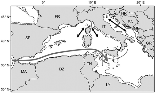 Figure 5. Specific cases of distribution and movements of loggerhead turtles in the Mediterranean. The main movement routes and the areas possibly visited by Atlantic individuals entering the Mediterranean are shown by grey arrows. Black arrows indicate the course of the possible seasonal movements from the two northernmost and coldest areas of the Mediterranean, the Ligurian Sea (a; only juveniles) and the north Adriatic (b; both adults and juveniles). The 200 m isobath is shown. AL, Albania; BA, Bosnia and Herzegovina; DZ, Algeria; FR, France; GR, Greece; HR, Croatia; IT, Italy; LY, Libya; MA, Morocco; ME, Montenegro; SI, Slovenia; SP, Spain; TN, Tunisia.