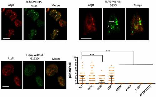 Figure 8. Subcellular localization of Wdr45l carrying pathological mutations.