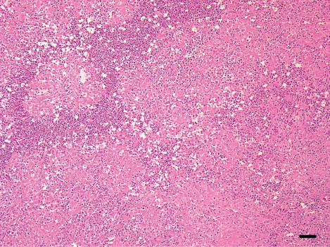 Figure 6. Micrograph of the spleen from a breeder duck showing depletion of periellipsoidal cells and diffuse coagulative necrosis. H&E. Scale bar: 50 µm.