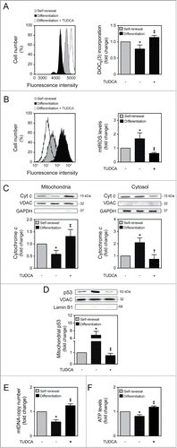 Figure 1. TUDCA modulation of NSC differentiation-induced mitochondrial alterations. Mouse NSCs were expanded, induced to differentiate in the presence or absence of TUDCA, and then collected for flow cytometry, immunoblotting and quantitative real-time PCR, as described in Materials and Methods. (A) Representative histogram (left) and quantification data (right) of DiOC6(3)-positive cells in self-renewal or at 6 h of differentiation evaluated by flow cytometry. (B) Representative histogram (left) and quantification data (right) of mtROS levels in self-renewal or at 1 h of differentiation, evaluated by FACS, using MitoSOXTM Red reagent. (C) Representative immunoblots of cytochrome c (top) and corresponding densitometry analysis (bottom) in both mitochondria and cytosolic extracts, during self-renewal or at 6 h of differentiation. The mitochondrial and cytosolic fractionation was monitored by the presence of VDAC and GAPDH endogenous protein levels. (D) Representative immunoblots of p53 in mitochondrial extracts (top) and respective quantification data (bottom), in self-renewal or at 6 h of differentiation. Results were normalized to endogenous VDAC protein levels, and nuclear contamination was assessed using Lamin B1 antibody. (E) Real-time PCR analysis of relative mtDNA copy number in self-renewal or at 24 h of differentiation. (F) Representative quantification data of ATP levels in self-renewal or at 24 h of differentiation. Results are expressed as mean ± SEM fold-change for at least 3 different experiments. *P < 0.01 and §P < 0.05 from undifferentiated cells; ‡P < 0.01 and †P < 0.05 from cells treated with TUDCA alone.