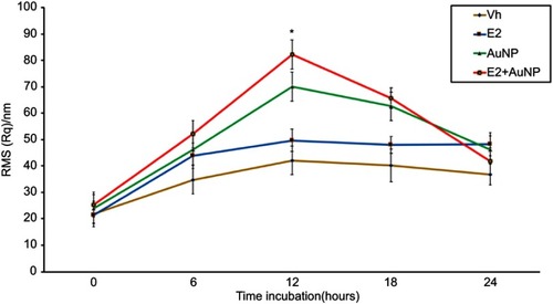 Figure 2 Surface roughness of the MCF-7 cells at different times of AuNP exposure, in the absence or presence of E2. The RMS[Rq] values were evaluated after 6, 12, 18 and 24 h. Significative difference was observed at 12 hrs of incubation with E2+AuNP treatment and the rest of times (6, 18 and 24 hrs) P≤0.05 vs 6, 18 and 24 h.Abbreviations: AuNP, gold nanoparticle; E2, 17β-estradiol; RMS[Rq], roughness values; Vh, vehicle.