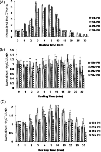 Figure 5. Normalised (A) Hsp27/actin, (B) Hsp60/actin, and (C) Hsp70/actin levels for PC3 cells as a function of heating time at T = 44°C and evaluation at various post-heating (PH) periods with an average standard deviation in HSP expression measurement of ±0.12 mg mL−1, n = 3.
