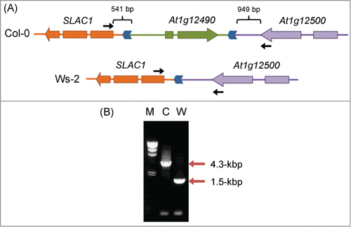 Figure 4. Differences in genomic structure upstream of SLAC1 between Col-0 and Ws-2. (A) Genomic structure upstream of SLAC1. Genes are shown as arrows in the direction of transcription. Regions syntenic in Col-0 and Ws-2 are indicated by the same color. Direct repeats in the SLAC1 promoter are shown as blue chevron arrows. Locations of the primers used in (B) are shown by black arrows. (B) PCR amplification of the SLAC1 promoter region. Positions of PCR products are indicated by red arrows. M, λ/Hind III size marker; C, Col-0; W, Ws-2.