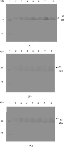 Figure 3. Western blot of PR proteins showing the detection of 33-kDa bands of β-1,3-glucanase activity from moth bean after pathogen (Macrophomina phaseolina) inoculation in cultivars, FMM-96 (A), CZM-3 (B), and RMO-40 (C); lane 1: marker, lane 2: 0-h control, lane 3: 4-h inoculated, lane 4: 4-h control, lane 5: 96-h inoculated, lane 6: 96-h control, lane 7: 24-h inoculated, and lane 8: 24-h control.