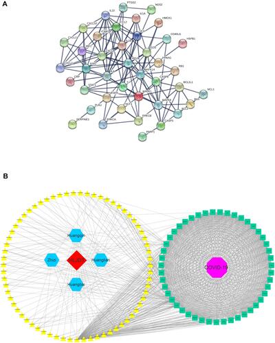 Figure 4 PPI network for drug targets against COVID-19. (A) COVID-19 related drug target network. Node represents potential drug target, edge represents protein-protein interactions, and the line thickness indicates the strength of data support. (B) Herb-compound-drug target network. Green square represents drug target, yellow triangle represents active compounds, blue hexagons represents herbs, red diamond represents HLJDD, and purple octagon represents COVID-19.