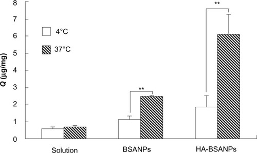 Figure 7 The effect of temperature on the in vitro cell uptake of nanoparticles by chondrocyte.Note: **P<0.01, the Q of 4 °C compared with that of 37 °C.Abbreviations:Q, uptake of the unit cell value; BSANPs, bovine serum albumin nanoparticles; HA-BSANPs, hyaluronic acid-coated BSANPs.