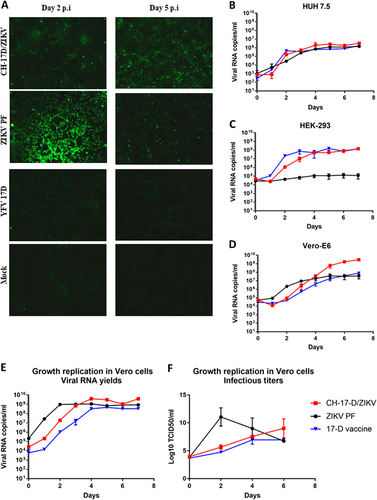 Fig. 3 CH-17-D/ZIKV in cellulo characterization.a Expression of the ZIKV E protein in Vero-E6 was confirmed at day 2 and 5 post-infection using an indirect immunofluorescence assay with a specific ZIKV immune serum as the primary antibody. Uninfected cells (mock) and cells infected by ZIKV and the 17-D vaccine strain were used as controls. b–d Comparative growth kinetics of the CH-17-D/ZIKV and ZIKV 17-D vaccine strains in HUH7.5 (b), HEK-293 (c), and Vero-E6 cells (d). e,f Comparative growth kinetics of the CH-17-D/ZIKV and ZIKV 17-D vaccine strains in Vero cells. Cell supernatant medium was harvested at different time points after infection to assess the amount of viral RNA present using a real-time quantitative RT-PCR assay (e; expressed as the means ± SD) and the infectious titers using a TCID50 assay (f; expressed as the means ± SD)