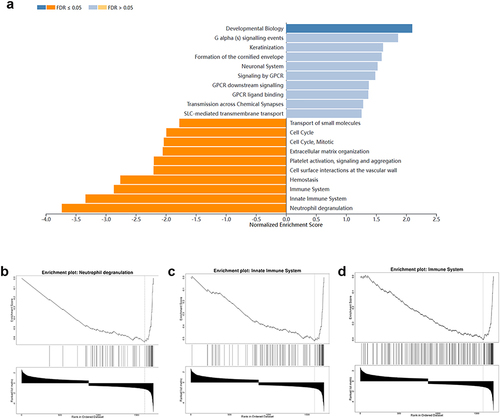 Figure 2 Gene set enrichment analysis of WebGestalt. (a) GSEA revealed the following Reactome pathways were enriched in PD group; Orange represents the negative enrichment correlation pathway, blue represents the positive enrichment correlation pathway, and the horizontal coordinate corresponds to the standardized enrichment score of the pathway. FDR, False Discovery Rate; NES, Normalized Enrichment Score, the enrichment score for the gene set after it had been normalized across analyzed gene sets. (b) Neutrophil degranulation; (c) Innate Immune System; (d) Immune System. The topmost section of the figure corresponds to the enrichment score (ES) values of the genes. As each gene is encountered from left to right, an ES value is calculated and plotted as a line. The peak value on the leftmost or rightmost side represents the ES value for the phenotypic profile of the gene set. The middle section of the figure features individual lines representing each gene within the gene set and its corresponding ranking position in the gene list. Genes with positive enrichment scores are those located on the left side of the peak, while genes with negative enrichment scores are those on the right side. The bottom section displays a matrix that illustrates the association between genes and phenotypes.