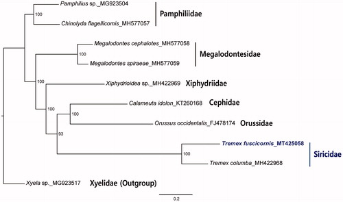 Figure 1. Phylogenetic tree based on the maximum-likelihood analysis of concatenated amino acid sequences of 10 mitochondrial protein-coding genes of T. fuscicornis and other Symphyta species using Geneious 11.0.5. The numbers beside the nodes indicate the percentages of 1000 bootstrap values. Xyela sp. was used as an outgroup. Alphanumeric terms indicate the GenBank accession numbers.