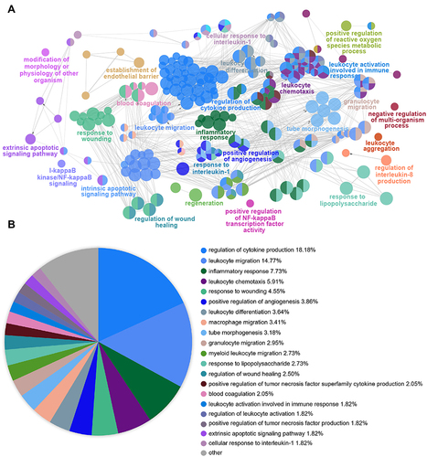 Figure 4 Functional Enrichment Analysis of DEGs using ClueGO. (A) ClueGO was used to analyze the interaction network of enriched biological processes; multiple color dots imply that a DEG is involved in multiple biological processes. (B) The pie charts show the enrichment of various biological processes; the gray sector represents paths with a proportion < 1.8%.