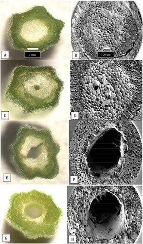 Fig. 9 The extent of development of the central pith tissues in cannabis stem cuttings. The cuttings were obtained from stock plants at the same stage of growth and sequential stem pieces were taken (from top to bottom) and sectioned by hand and 3 mm thick slices were placed on the observation stage of a dissecting microscope and photographed at the same magnification. (a, b) Early stage of pith development with densely packed central parenchyma cells. (c, d) Loosely packed parenchyma cells in the pith region. (e, f) Development of hollow central pith where parenchyma cells are absent. (g, h) Complete development of central pith in stem cutting of cannabis strain ‘Hash Plant’. Scale bars shown in a and b apply to all figures