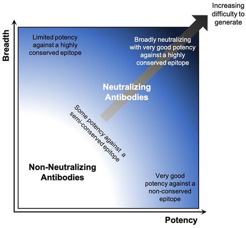 Figure 3. Schematic illustrating breadth and potency characteristics of antibodies overlaid with difficulty of eliciting specific properties.