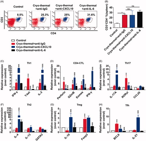 Figure 6. CXCL10 and IL-6 induced by cryo-thermal therapy affected splenic CD4+T cell differentiation. (A and B) On day 14 after the treatment, the splenocytes were harvested from the mice in cryo-thermal + anti-IgG, cryo-thermal + anti-CXCL10, cryo-thermal + anti-IL-6 and the control groups, then the percentage of CD3+CD4+ T cells was analyzed by flow cytometry. All data were shown as mean ± SD. *p < .05. Data for bar graphs were calculated using one-way ANOVA. (C–H) The mRNA expression level of transcription factors and cytokines in splenic CD4+T cells was measured by real-time PCR. Data were shown as mean ± SD. Data for bar graphs were calculated using two-way ANOVA. Each value of *p < .05 or **p < .01 or ***p < .001 was considered to be statistically significant compared with the control group, &p < .05, &p < .01 and &&&p < .001 was considered to be statistically significant compared with cryo-thermal + anti-IgG group.