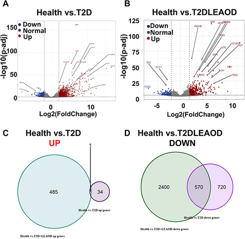 Figure 2 Transcriptomic characteristics between T2D and T2D + LEAOD. (A and B). The volcano plots showed the differentially expressed genes in PBMCs samples between T2D (n = 4) vs normal (n = 6) (left), T2D + LEAOD (n = 5) vs normal (right). Cutoff: Fold change >2, p < 0.05. (C and D). Venn diagrams exhibited the overlap up- (left) or down- (right) regulated differentially expressed protein numbers between T2D vs normal, T2D + LEAOD vs normal.