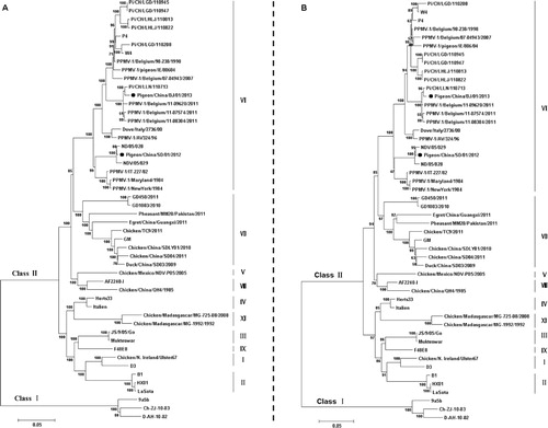 Figure 1. Phylogenetic tree based on the nucleotide sequences of the (A) complete genome and (B) fusion gene of NDV. The phylogenetic tree was constructed using the neighbour-joining method with 1000 bootstrap replicates (bootstrap values are shown on the tree).