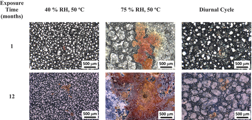 Fig. 9. Representative optical images post 1- and 12-month corrosion exposure for samples co-deposited with 300 μg/cm2 of sea salt and 300 μg/cm2 of SIL-CO-SIL 75 dust (100× magnification).