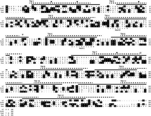 Figure 3. Multiple alignment of amino acid sequence of ILT with those of other MFS transporters.