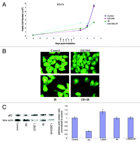 Figure 8. Lack of response to 1,25D3 and radiation in BT474 breast tumor cells. (A) Cells were exposed to radiation alone (5×2 Gy), or 1,25D3 prior to irradiation and viable cell number was determined by exclusion of trypan blue at the indicated days following the initiation of radiation exposure. ↑ indicates days on which irradiation was performed. (B) Autophagy was monitored based on acridine orange staining 24 h post-irradiation. (C) Autophagic flux was based on the decline in p62 levels monitored by western blotting 24 h post-irradiation. Actin was utilized as a loading control. Serum starvation was used as a positive control for autophagic flux. Densitometry for the p62/β actin protein ratio was normalized to control.