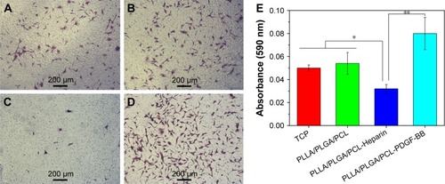 Figure 13 (A–D) The representative image of the migratory HVSMCs located on the lower site of Transwell membrane for the TCP, PLLA/PLGA/PCL, PLLA/PLGA/PCL-Heparin, and PLLA/PLGA/PCL-PDGF-BB scaffolds, respectively. (E) The quantification of HVSMCs migration.Notes: *P<0.05. **P<0.01.Abbreviations: HVSMCs, human vascular smooth muscle cells; PCL, poly(ε-caprolactone); PDGF-BB, platelet-derived growth factor-BB; PLGA, poly(lactic-co-glycolic acid); PLLA, poly(l-lactic acid); TCP, tissue culture plate.