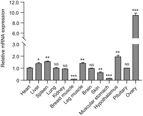 Figure 4. Expression profile of IGF2BP3 mRNA in various tissues of the female adult Zhedong White geese. The relative expression level of IGF2BP3 mRNA was analysed with the Comparative Ct method, employing goose β-actin as the reference gene in each sample (n = 3); Values are displayed as the mean ± SEM. “*” shows significant differences (p < 0.05), “**” and “***” represent extremely significant differences (p < 0.01).