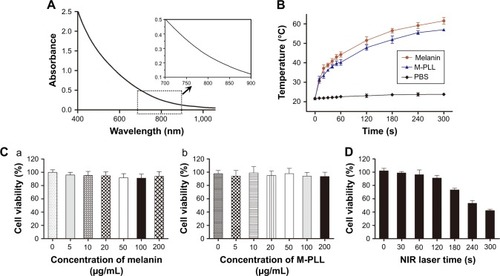 Figure 2 (A) Absorbance spectra of M-PLL. (B) Photothermal effect of melanin and M-PLL with NIR irradiation at 808 nm and the power density of 1.5 W cm−2 (n=3, mean±SD). (C) Cytotoxicity of melanin (a) and M-PLL (b) on 4T1 cells (n=6, mean±SD). (D) Cell viability profile of M-PLL/siRNAN.C. nanoparticles after NIR irradiation on 4T1 cells at a power density of 1.5 W cm−2 at different seconds (n=6, mean±SD). siRNAs of nonsense sequences.Abbreviations: M-PLL, melanin-poly-L-lysine; siRNAN.C., siRNA of nonsense sequences; NIR, near infrared; PBS, phosphate-buffered solution.