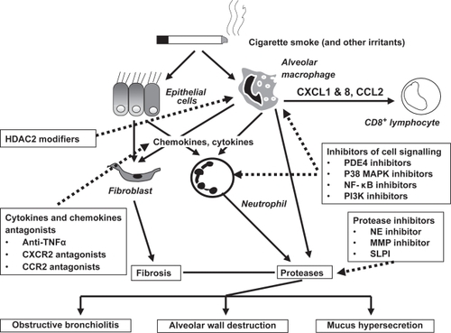 Figure 2 Emerging anti-inflammatory therapy. The chronic, persistent inflammation and tissue remodeling that ensues in COPD is thought to be responsible for both the symptoms of disease and also the progressive decline in lung function. The loss of airway function appears to be related to the destruction of alveoli resulting in a loss of elasticity linked to increased protease activity in emphysema, and/or obstruction and fibrosis of the (small) airways as a result of inflammation and mucus hypersecretion in chronic bronchitis. Emerging anti-inflammatory therapies under clinical investigation attack this chronic pulmonary inflammation via several strategies. Signaling pathway inhibitors such as PDE4 inhibitors, MAPK p38 inhibitors, NF-κB signaling inhibitors and PI3K inhibitors are in development. Reduction of pleiotropic inflammatory cytokines such as TNFα using monoclonal antibodies that target the ligands, or soluble receptors that bind and inactivate TNFα may also reduce the inflammatory burden in the lung. Targeting chemokines like CCL2 and CXCL8 may reduce the influx of inflammatory cells into the lungs from the circulation by reducing the chemotactic gradient. Inhibition of protease activity in the lung may attenuate lung tissue damage and reduces the numbers of lung neutrophils. Increased HDAC2 expression restores the sensitivity for steroids in the treatment of COPD. Reducing the severity of inflammation and tissue remodeling may improve lung function and slow the progression of COPD.