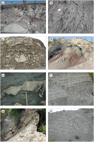 Figure 3. Field occurrence of the elements embedded in the SVU and VIS: (a) Val Samoggia varicolored shale (AVS) in the Carpinaccio unit (SVB) south-west of Belmonte Hill; (b) tectonized debris flow deposits (Shaly polygenic breccias -BAP) in the SVA, west of Peglio (c) Monte Morello formation in the Carpinaccio unit (SVB) 2 km South of Pietramala; (d) Fiumalbo shales and Marmoreto marls (FMC) of the SVA near Firenzuola (e) Block in Matrix fabric of tectonic origin in Sillano Fm, in the SVA; (f) shaly marly succession (VISa) topping the chaotic assemblage of the VIS, south of Castelvecchio; (g) overturned stratigraphic contact between the Marnosa-Arenacea Fm (MA3) laying on top of the VIS here represented by the Val Samoggia varicolored shale (VISAVS), approximately 0,5 km west of Porrara Mt; (h) soft sediment deformation of the marly succession topping the VIS (VISa), Santerno Valley, 1 km SE of Porrara Mt. Refer to the Main Map for the cited locations.