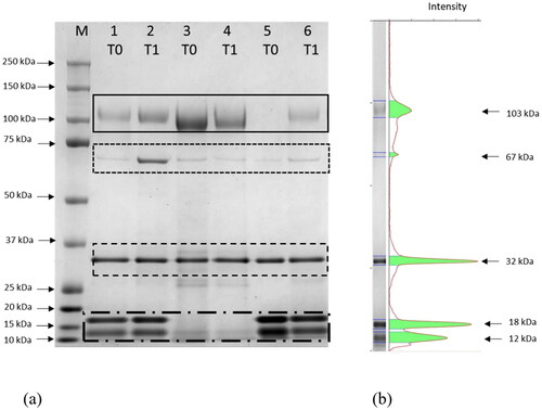 Figure 2. Representative SDS-PAGE gel of the proteins in the urine sampled at T0 and T1 from two intact male dogs (lanes 1, 2, 5 and 6) and one neutered male dog (lanes 3 and 4) (a). the black continuous box indicates uromodulin (103 kDa); the black dotted box indicates albumin (67 kDa), and the black dashed box indicates the internal standard of quantity (1 μg); black dashed and dotted box indicates arginine esterase (18 and 12 kDa). a molecular mass marker (M) was also loaded. A representative pherogram (lane 6) is reported in (b).