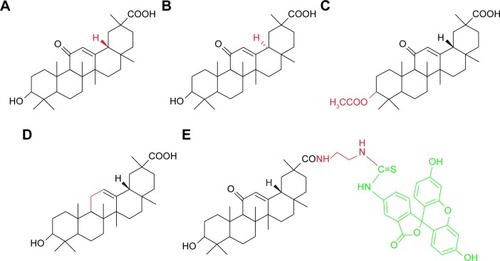 Figure 1 Chemical structures of 18β-GA (A), 18α-GA (B), 3-Ace-GA (C), 11-Deo-GA (D) and FITC-GA (E).Notes: The C3-hydroxyl group of GA was acetylated to get 3-Ace-GA in acetic anhydride. Clemmensen reduction reaction catalyzed by zinc amalgam was used to produce 11-Deo-GA.Abbreviations: 18β-GA, 18β-glycyrrhetinic acid; 18α-GA, 18α-glycyrrhetinic acid; 3-Ace-GA, 3-acetyl-18β-glycyrrhetinic acid; 11-Deo-GA, 11-deoxy-18β-glycyrrhetinic acid; FITC-GA, fluorescein isothiocyanate-labeled 18β-glycyrrhetinic acid.