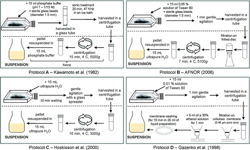FIG. 1 Summary description of the four protocols to prepare liquid actinomycetes cultures. (Color figure available online.)