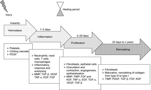 Figure 1 Wound healing stages and the bioactive molecules involved in the healing process.Abbreviations: FGF, fibroblast growth factor; KGF, keratinocyte growth factor; MMP, matrix metalloproteinase; PDGF, platelet-derived growth factor; TIMP, tissue inhibitor of metalloproteinase; TNF-α, tumor necrosis factor-α; VEGF, vascular endothelial growth factor.