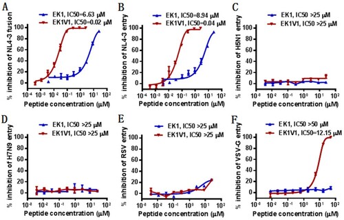 Figure 1. Cross-inhibitory activity of coronavirus fusion inhibitors against HIV-1. (A) Inhibition of EK1 and EK1V1 on HIV-1NL4-3 Env-mediated cell–cell fusion was determined by a dual-split protein (DSP)-based cell fusion assay. The inhibitory activities of EK1 and EK1V1 against the pseudoviruses of HIV-1NL4-3 (B), H5N1 (C), H7N9 (D), RSV (E), and VSV (F), were determined by a single-cycle infection assay. Both the cell fusion and pseudovirus infection assays were repeated at least three times, and data are expressed as means ± standard deviations (SD) while the mean IC50 values are shown.