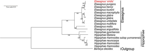 Figure 3. ML phylogenetic tree of E. ‘viridis’ with 16 related species based on 66 PCGs. Numbers on the nodes are bootstrap values from 1000 replicates. The cp sequences of berchemiella wilsonii and zizphus jujuaba were set as outgroups. The following sequences were used: Elaeagnus ‘viridis’ OM935758, E. pungens MW145133, E. henryi NC_06127, E. loureirii MH394425, E. macrophylla NC_028066, E. glabra LC522137, E. glabra MN306571, E. umbellata LC522506, E. multiflora LC522136, E. mollis NC_036932, E. angustifolia NC_040992, Hippophae gyantsensis NC_044478, H. tibetana MN643620, H. rhamnoides subsp yunnanensis MK552376, H. rhamnoides NC_035548, H. rhamnoides KY794808, Barbeya oleoides NC_040984 (Liu et al. Citation2019; Wang et al. Citation2017; Zhao et al. Citation2020).