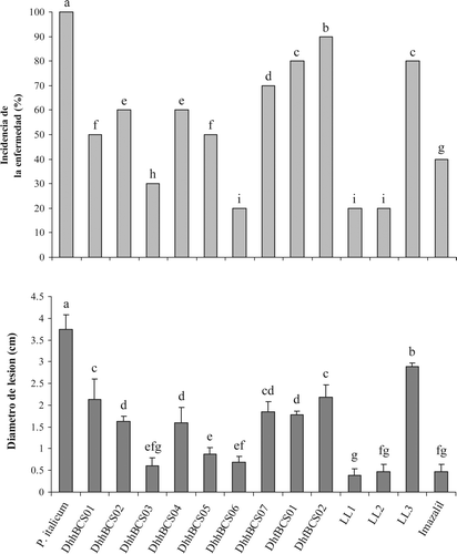 Figura 3. Incidencia y diámetro de lesión ocasionada por Penicillium italicum en frutos de limón mexicano inoculados con levaduras Debaryomyces hansenii. Letras iguales en las columnas no existe diferencia significativa entre las medias de los tratamientos usando la prueba Fisher (LSD) (P < 0,05). Evaluación a los 15 días de inoculados los frutos con levadura (106 células mL−1) y hongo (104 esporas mL−1), almacenados a 13 °C. Figure 3. Incidence and diameter of the lesion caused by Penicillium italicum on Mexican lemon fruits inoculated with yeast Debaryomyces hansenii strains. Bars with the same letter are not significantly different according to Fisher's (LSD) (P < 0 .05). Fruits inoculated with yeast (106 cells mL−1), pathogen fungus (104 spores mL−1) and stored at 13 °C for fifteen days.