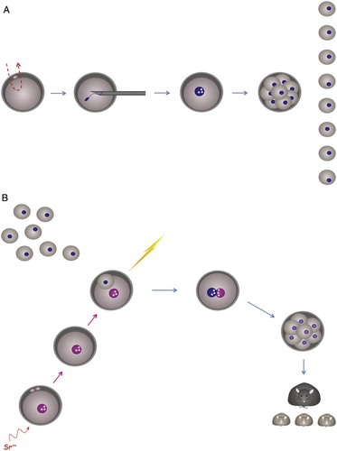 Figure 5  Male genome cloning. (A) To generate a haploid androgenote, a metaphase II oocyte will be enucleated and injected with a single spermatozoon. A haploid andrognote displaying one pronucleus will be cultured to allow embryo-like cleavage. Each blastomere maintains its original ploidy. (B) Karyoplasts will be isolated from blastomeres of haploid androgenotes, while haploid parthenotes will be generated by exposing intact metaphase II oocytes to SrCl2. A biparental zygote will be reconstituted by electrofusing an androgenetic karyoplast with a parthenote, and cultured up to the blastocyst stage followed by transferring to a pseudo-pregnant female.