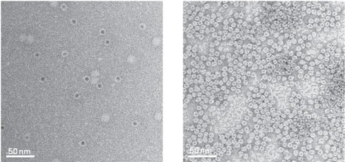 Figure 3 Transmission electron micrographs of ferritin (left) and Dps (right) both filled with CdS cores (CitationIwahori et al 2007; CitationIwahori and Yamashita 2007). Figure courtesy of Kenji Iwahori.