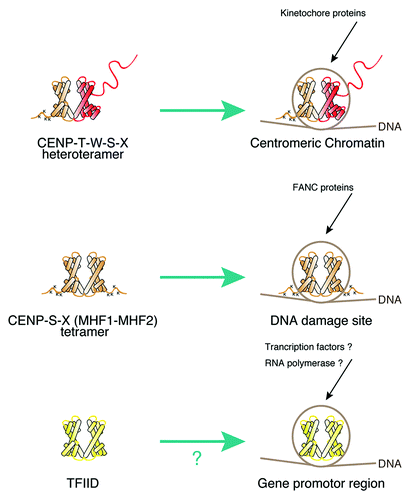 Figure 2. Model for an extended chromatin code with histone-like proteins. Various histone-like proteins may form nucleosome-like structures, which serve specific roles at various genome loci.