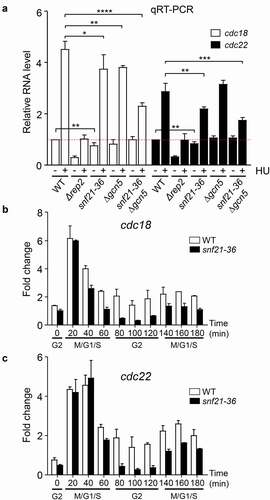 Figure 6. RSC mutant strains have impaired MBF-dependent transcription. (a) Expression of the MBF-dependent genes cdc18 and cdc22 was analyzed by RT-qPCR in the indicated strains, before (-) and after (+) treatment with HU for 3 h. tfb2 was used as a control for normalization. Each column represents the mean value and SD, calculated from three biological replicates. Significant differences between samples were determined by the Student´s t-test (*P < 0.05; **P < 0.01; ***P < 0.001; ****P < 0.0001). (b) Fission yeast cdc2-asM17 cells (WT) or cdc2-asM17 snf21-36 (snf21-36) were synchronized at metaphase. After release, samples were collected every 20 min, processed for RNA isolation, and analyzed by RT-qPCR for the expression of cdc18. Error bars (SD) were calculated from biological triplicates. The different phases of the cell cycle are indicated at the bottom. (c) Same samples from (b) were analyzed for the expression of cdc22.