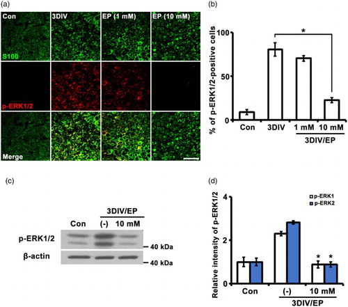 Figure 1. EP (10 mM) inhibits p-ERK1/2 expression. (a) Sciatic explants cross sections were double-immunostained with antibodies against p-ERK1/2 (red) and S100 (green, Schwann cell marker). Sciatic nerve explants were cultured for 3DIV in the presence or absence of EP (1 or 10 mM). Scale bar = 50 μm. (b) Percentage of p-ERK1/2-positive cells among 200 S100-positive cells. n = 3. (c) Protein lysates (10 μg) from sciatic explants were analyzed by Western blotting. EP, 10 mM. (d) Quantification of relative intensity of p-ERK1 and p-ERK2 expression levels by Western blot. n = 4. *P < .001 compared to non-treated explants at 3DIV.