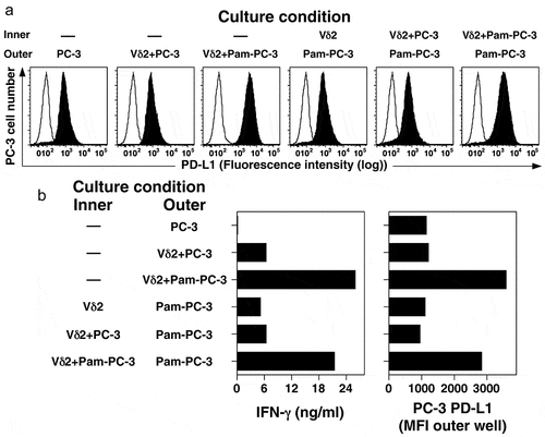 Figure 4. Co-culture with activated Vγ2Vδ2 T cells increases surface expression of PD-L1 on PC-3 cells through a soluble cytokine. PC-3 cells were cultured overnight with or without pamidronate (200 μM) and then washed twice. Treated PC-3 cells were cultured with or without purified Vγ2Vδ2 T cells in either the inner or outer wells in a Transwell plate separated by a 0.4 μm membrane under the indicated conditions for 48 h. PC-3 cells in the outer well were harvested, stained with anti-PD-L1 mAb, and the surface expression of PD-L1 assessed by flow cytometry. Culture supernatants were harvested after 48 h and assayed for IFN-γ levels by ELISA. (a) PD-L1 expression by PC-3 cells cultured under the indicated conditions. Representative of two experiments. Solid histograms show the specific antibody staining while open histograms show control mAb staining. (b) Expression of PD-L1 (MFI) on PC-3 cells in the outer well and supernatant IFN-γ levels after co-culture with Vγ2Vδ2 T cells and PC-3 cells (either untreated or treated with pamidronate) for 48 h