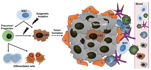 Figure 4. Tumor niche contains tumour cells, cancer stem cells, different immune cells (T-cells, dendritic cells, macrophages, etc.) and their products - chemoattractants, which have the main role in process of carcinogenesis (Chu et al., Citation2020).