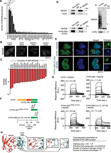 Figure 4. HYPK binds to NEDD8 by using its UBA domain. (A and B) MCF7 cells were transfected with control-siRNA or siRNAs against different UBA domain containing proteins. (A) number (mean ± SD) of NEDD8 granules in cells, ~ 300 cells analyzed in each sample (* P < 0.05). B: Representative confocal immunofluorescence microscopy images of NEDD8. (C) In silico molecular docking of NEDD8 was done on UBA domains of selected human proteins. Free energy of dissociation of assemblies/complexes [ΔG(diss)] was computed in PISA webserver. (D) Representative immunoblots in non-denaturing conditions of – Left: NEDD8, HYPK and FLAG-tagged HYPK-UBA from immunoprecipitated NEDD8 of cell lysate of MCF7 cells [FLAG-tagged HYPK-UBA was ectopically expressed]; Right: HYPK and NEDD8 from immunoprecipitated HYPK of MCF7 cell lysate. (E) Confocal immunofluorescence microscopy images of colocalization of NEDD8, HYPK and FLAG-tagged HYPK-UBA in MCF7 cells. (F) Representation of HYPK, its UBA domain and different mutants of HYPK-UBA domain that were used in the study. HYPK-UBA domain contained the C-terminal 45 amino acid region; the D94 and E101 residues were mutated to alanine in HYPK-UBA D94A, E101A construct; the L113 and G118 residues were deleted in HYPK-UBA [ΔL113, ΔG118] construct. (G) Quantitative binding responses and affinities of interactions between recombinant HYPK, HYPK-UBA, HYPK-UBA D94A, E101A, HYPK-UBA [ΔL113, ΔG118] and NEDD8 as probed by surface plasmon resonance assays. Dissociation constants [Kd values] are given for the interactions. (H) Structural basis and thermodynamic parameters of interactions between NEDD8 and HYPK-UBA in the HYPK-NEDD8 complex. Left: predicted structure of the complex of HYPK and NEDD8. Right: the conserved residues of HYPK-UBA and their cognate interacting residues in NEDD8 are shown with stick representation. Hydrogen bonds are highlighted with black dotted lines. TUBA is the loading control in immunoblots. Scale bars in confocal microscopy images: 5 μm. All the presented microscopy and immunoblot data are representative of at least three independent experiments.