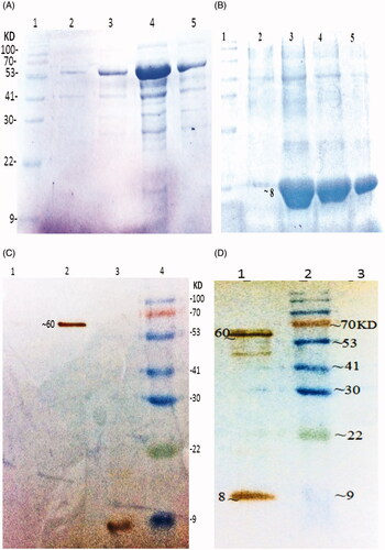 Figure 1. Purification and Western blot analysis of recombinant protein (A) Purified rEIT, 6X-His-tagged protein after elution with 250 mM imidazole. Lane 1, protein weight marker, Lane 2, 3, 4, 5 – Purified protein after elution with 40 mM imidazole. (B) Purified rStx2B, 6X-His-tagged protein after elution based on pH gradient under denaturing condition. Lane 1, Protein weight marker. Lane 2, 3, 4, 5 Purified Stx2B after elution with denaturing buffer (pH = 4.5). (C) Western blot analysis of rEIT (∼60 KD) and Stx2B (8 KD) using anti 6X-His-tag antibodies. Lane1: control; Lane 2: rEIT; Lane 3: rStx2 B; Lane 4: protein weight marker. (D) Western blot carried out with serum EIT and Stx2B antibodies, Lane1: mixing of rEIT and rStx2B antigens; Lane 2: protein marker; Lane3: control.