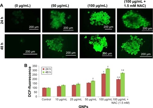 Figure 4 ROS production induced by GNPs. (A) The fluorescence image of SH-SY5Y cells treated with 10–100 µg/mL of GNPs for 24–48 h and stained with DCFHDA. (B) % ROS production due to GNPs in cells. SH-SY5Y cells were pretreated with or without NAC (1.5 mM) for 1 h and then exposed to GNPs (100 µg/mL) for 24 and 48 h. Images were snapped in phase contrast cum fluorescence microscope (Nikon, model 80i). Each value represents the mean ± SE of three experiments. *P<0.01 vs control. Values with alphabet superscript differ significantly (P<0.01) between exposed concentrations of GNPs (100 µg/mL) and GNPs (100 µg/mL) + NAC groups in same durations.Abbreviations: DCFHDA, dichloro-dihydro-fluorescein diacetate; GNPs, gadolinium oxide nanoparticles; NAC, N-acetyl-cysteine; ROS, reactive oxygen species; SE, standard error.
