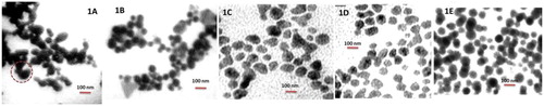 Figure 1. Morphological analysis of nanoparticles through TEM 1A. ZnO nanoparticles; 1B. PEG encapsulated ZnO nanoparticles; 1C. DOC-FOL-PEG-ZnO nanoparticles; 1D. CIS-FOL-PEG-ZnO; 1E. DUAL-FOL-PEG-ZnO nanoparticles.